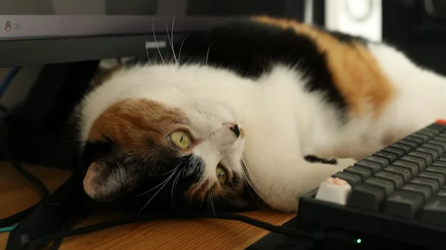Cat on keyboard