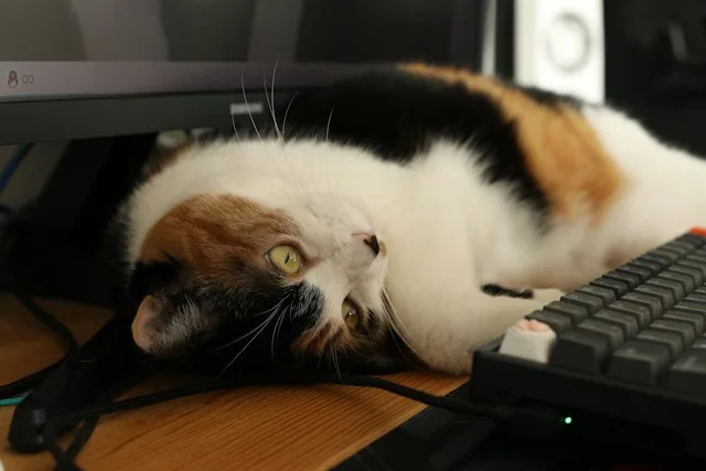 Cat on keyboard